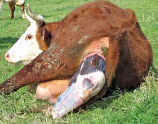 Послід у корови має вийти протягом 6-9 годин